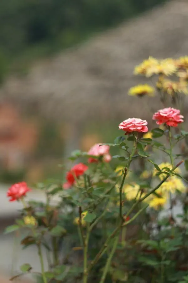 Adams Mount Plantation Home Stay Koroth Homestay szállás